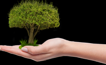 La professione del dottore Forestale: cosa fa e quanto guadagna
